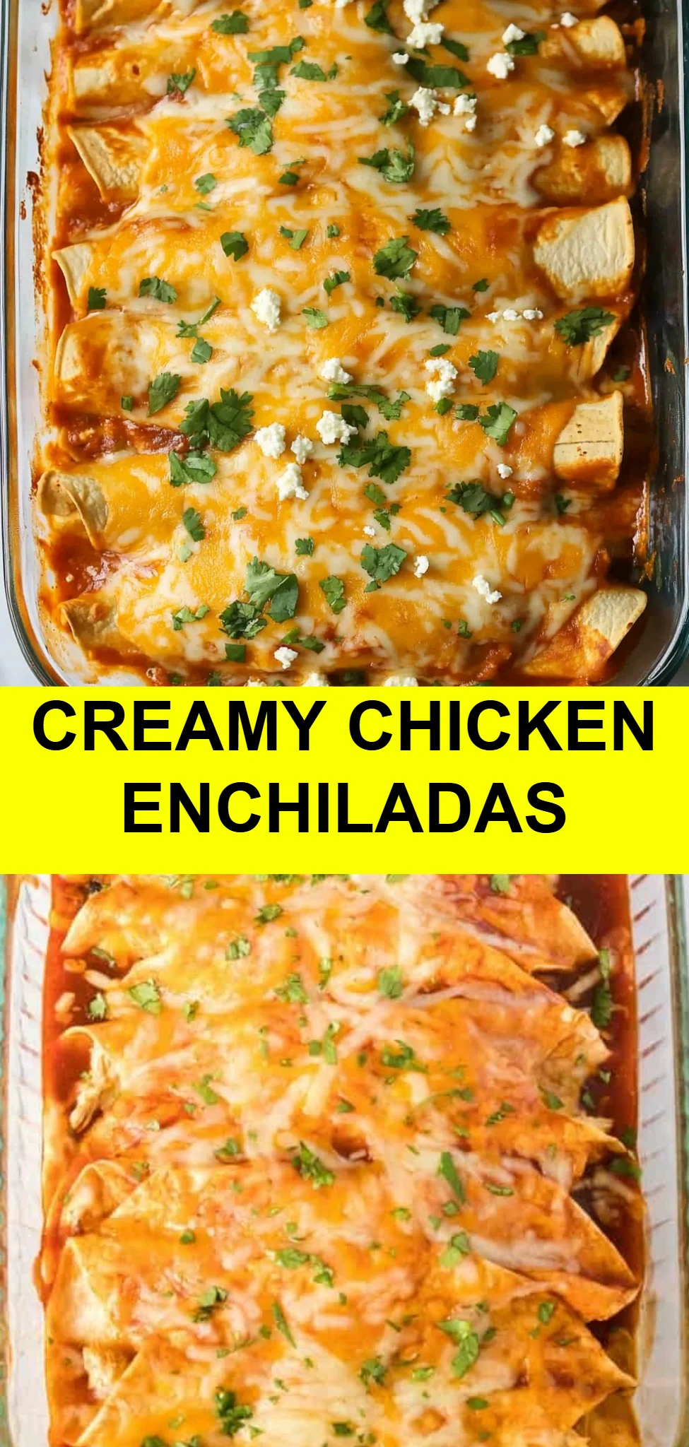 Creamy Chicken Enchiladas